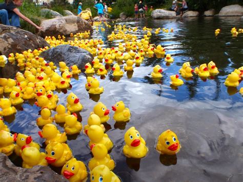 Duck Race .